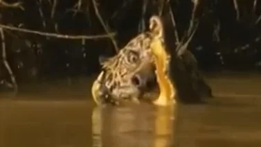 IMPRESIONANTE: Un leopardo logró comerse a un cocodrilo