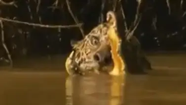 IMPRESIONANTE: Un leopardo logró comerse a un cocodrilo IMPRESIONANTE: Un leopardo logró comerse a un cocodrilo