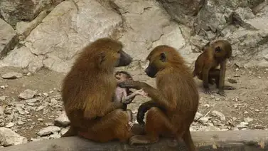 Un grupo de monos roba la comida de las casas en un pueblo de Tailandia Un grupo de monos roba la comida de las casas en un pueblo de Tailandia