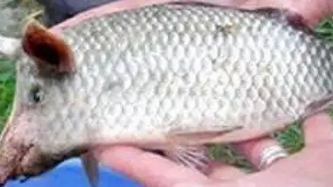 ¿Conoces al pez con cara de cochino? ¿Conoces al pez con cara de cochino?