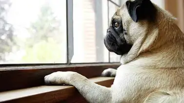 Un estudio revela la depresion que sufren los perros cuando sus dueños de ausentan Un estudio revela la depresion que sufren los perros cuando sus dueños de ausentan