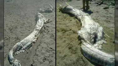 Un "dragón marino" en España Un "dragón marino" en España