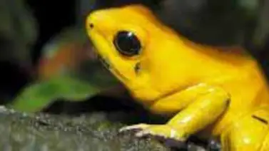 Las ranas más venenosas del mundo luchan por la existencia Las ranas más venenosas del mundo luchan por la existencia