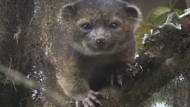 Descubren una nueva especie de mamífero en América Descubren una nueva especie de mamífero en América