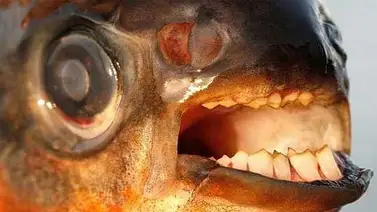 El pez "muerde-testículos" atemoriza a los bañistas en Suecia El pez "muerde-testículos" atemoriza a los bañistas en Suecia