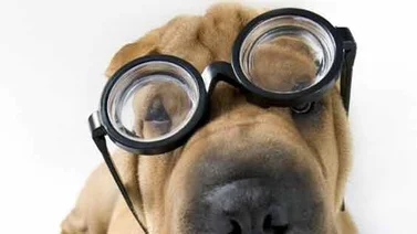 Una iniciativa de tecnología en 3D muestra cómo ven los animales