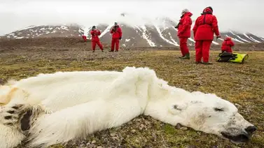Encuentran oso polar muerto como si fuera una alfombra Encuentran oso polar muerto como si fuera una alfombra