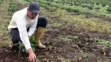 Exonerado Impuesto sobre la Renta para producción de alimentos a nivel primario Exonerado Impuesto sobre la Renta para producción de alimentos a nivel primario