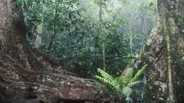 Entró en vigencia la nueva Ley de Bosques Entró en vigencia la nueva Ley de Bosques