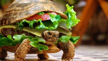 Un hombre intentó subir a una tortuga a un avion en el interior de una hamburguesa