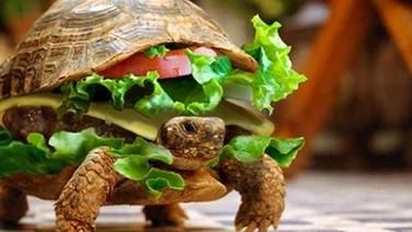 Un hombre intentó subir a una tortuga a un avion en el interior de una hamburguesa