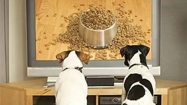 Crean un canal de televisión para perros Crean un canal de televisión para perros