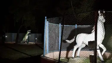 Curioso zoológico sin animales vivos en la India Curioso zoológico sin animales vivos en la India