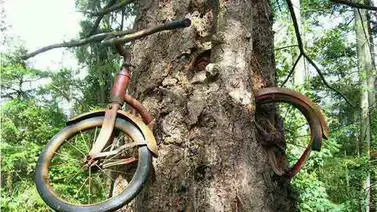 Un niño dejó este bici antes de irse a luchar en la I Guerra Mundial, pero jamás regresó Un niño dejó este bici antes de irse a luchar en la I Guerra Mundial, pero jamás regresó