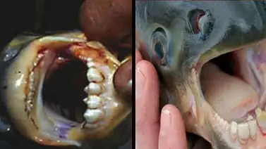 EEUU se conmociona por pez con dientes de humano y que come testículos EEUU se conmociona por pez con dientes de humano y que come testículos