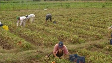Estudian crear comisión para investigar sicariato de campesinos