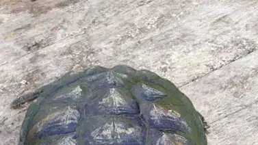 Descubren tortuga que fuma Descubren tortuga que fuma