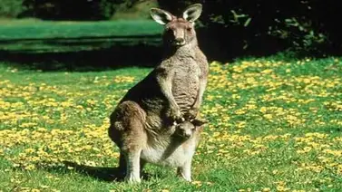 Los canguros hembra tienen 3 vaginas Los canguros hembra tienen 3 vaginas