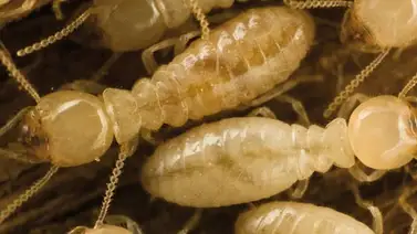 Termitas se suicidan para defender sus colonias Termitas se suicidan para defender sus colonias