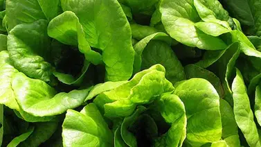 La lechuga era un símbolo sexual La lechuga era un símbolo sexual