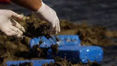 Incautan 81,3 kilos de cocaína que iban a salir de puerto venezolano a México Incautan 81,3 kilos de cocaína que iban a salir de puerto venezolano a México