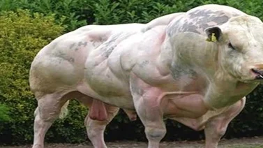 Un toro super musculoso nacido sin miostatina