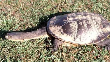 Esta tortuga tiene el cuello tan largo que no lo puede meter en el caparazón