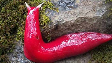Descubren una nueva especie de caracol carnívoro y de color fucsia