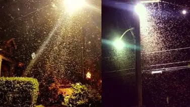 ¡De espanto!: Un enorme y horrible enjambre de abejas en New Orleans ¡De espanto!: Un enorme y horrible enjambre de abejas en New Orleans