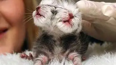 Nace gato con dos caras en Oregon Nace gato con dos caras en Oregon