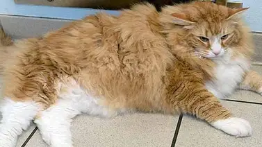¡El gato más gordo de Reino Unido pesa doce kilos! ¡El gato más gordo de Reino Unido pesa doce kilos!