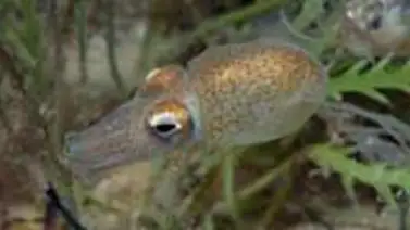 ¿Conoces al calamar que come semen para obtener energía? ¿Conoces al calamar que come semen para obtener energía?