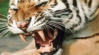 Un tigre mata a trabajadora de un zoológico