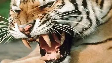 Un tigre mata a trabajadora de un zoológico Un tigre mata a trabajadora de un zoológico