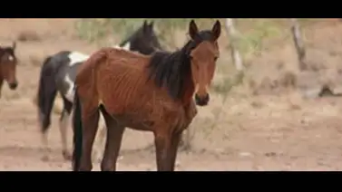 Australia empieza a sacrificar miles de caballos salvajes Australia empieza a sacrificar miles de caballos salvajes
