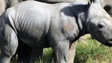 Nace un rinoceronte blanco en un zoológico de Australia Nace un rinoceronte blanco en un zoológico de Australia