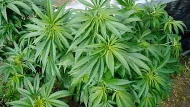 Los deportistas tendrán que consumir más marihuana para dar positivo por dopaje