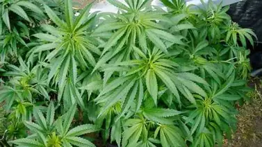 Los deportistas tendrán que consumir más marihuana para dar positivo por dopaje Los deportistas tendrán que consumir más marihuana para dar positivo por dopaje