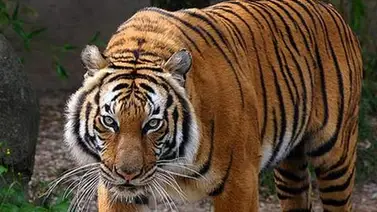 Un tigre buscando novia irrumpe en zoológico indio Un tigre buscando novia irrumpe en zoológico indio