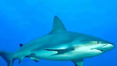 La luna llena afecta a los tiburones