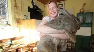 El conejo más pesado del mundo, pesa 23 kilos El conejo más pesado del mundo, pesa 23 kilos