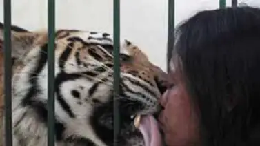 Escuela adopta a tigre de bengala como mascota Escuela adopta a tigre de bengala como mascota