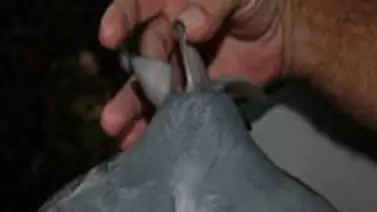 Descubren el primer tiburón toro de dos cabezas Descubren el primer tiburón toro de dos cabezas