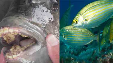 Entre un pez con esta dentadura y otro que provoca efectos alucinógenos, ¿cuál elegirías?