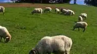 París probará ovejas para cortar el césped París probará ovejas para cortar el césped