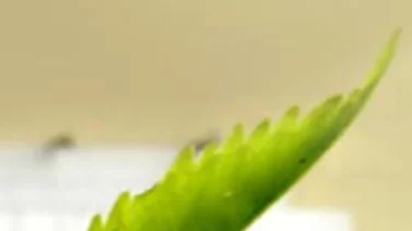 ¿Cuánto peso pueden transportar las hormigas?