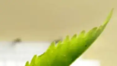 ¿Cuánto peso pueden transportar las hormigas? ¿Cuánto peso pueden transportar las hormigas?