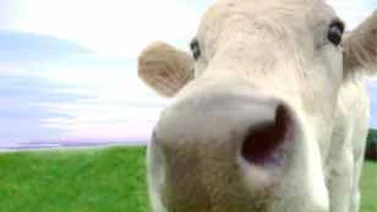 Inventan un desodorante de ambiente hecho con bosta de vaca