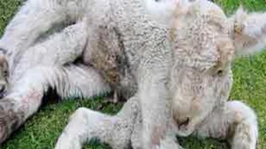 Un cordero con ocho patas y tres ojos nació en Kazajistán