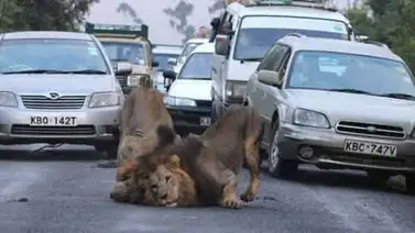 Dos leones africanos detienen tráfico en Nairobi, Kenia Dos leones africanos detienen tráfico en Nairobi, Kenia